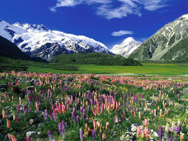 spring_meadow_mount_cook_new_zealand.jpg